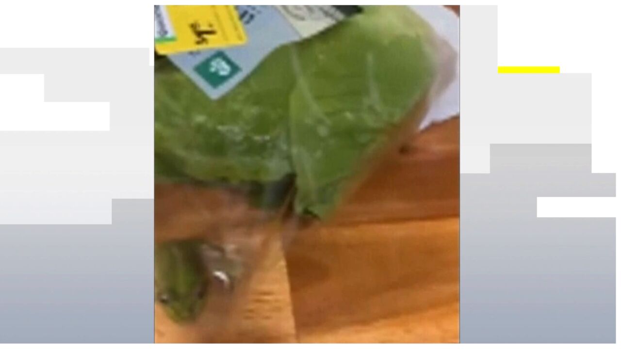 Un matrimonio australiano descubre una rana viva dentro de su bolsa de ensalada