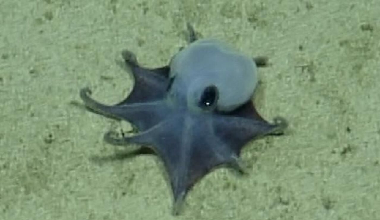 Imagen del pulpo reci&eacute;n descubierto 