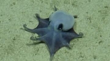 Imagen del pulpo reci&eacute;n descubierto 
