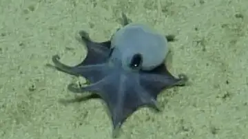 Imagen del pulpo recién descubierto Imagen del pulpo recién descubierto