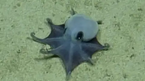 Imagen del pulpo recién descubierto Imagen del pulpo recién descubierto