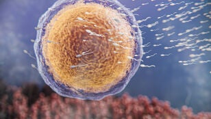 &Oacute;vulo y espermatozoides 