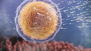Óvulo y espermatozoides