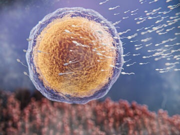 &Oacute;vulo y espermatozoides 