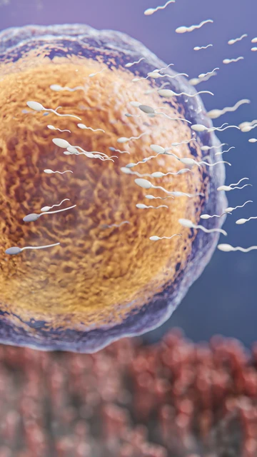 Óvulo y espermatozoides Óvulo y espermatozoides