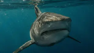 Tiburón blanco