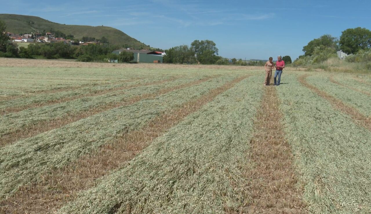 La inflaci&oacute;n amenaza la cesta de la compra: agricultores y ganaderos pagan 41 millones m&aacute;s a la semana por producir