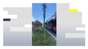 Palmeras robadas en Sevilla