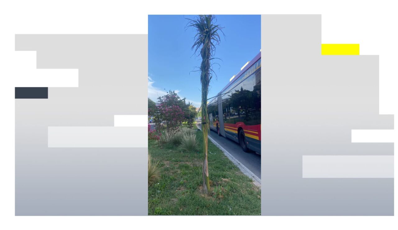 Palmeras robadas en Sevilla