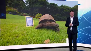 La tortuga más longeva. La tortuga más longeva.