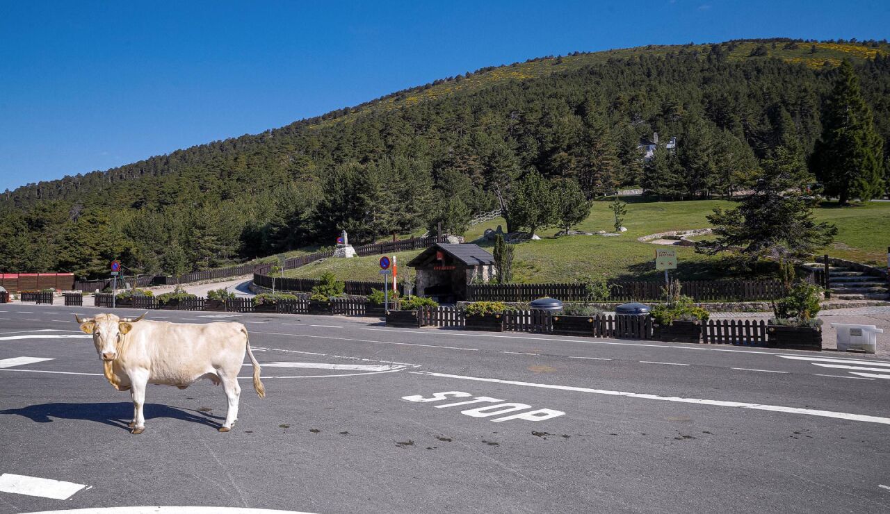 Desde un oso a una vaca en la carretera: c&oacute;mo actuar ante los encuentros con animales este verano