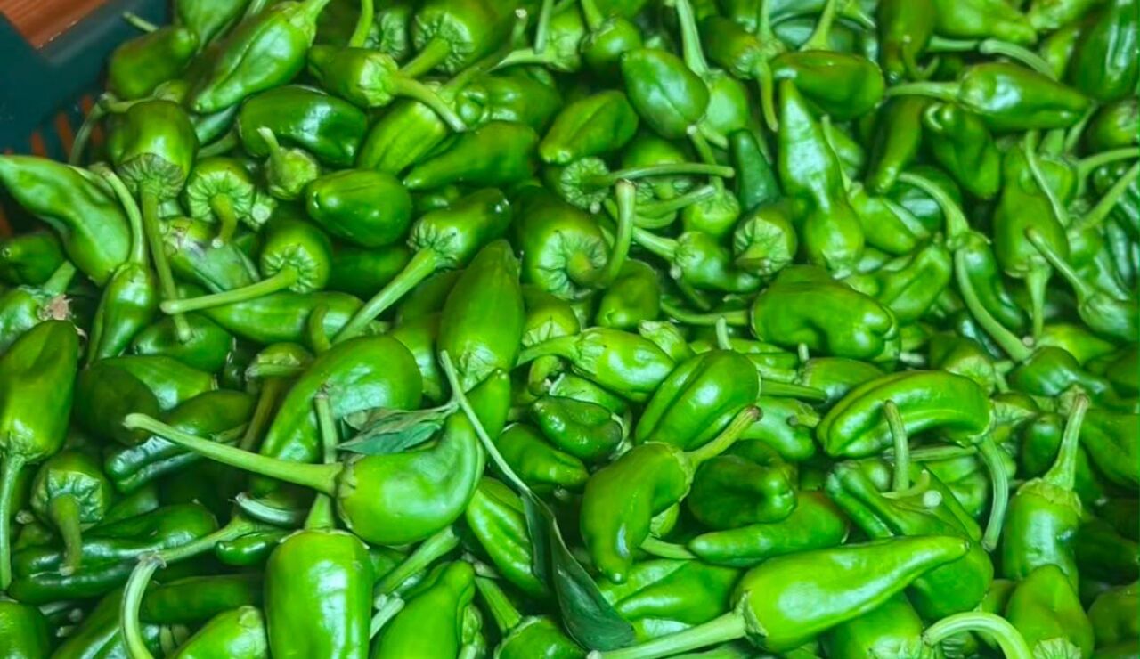 Pimientos de Padr&oacute;n