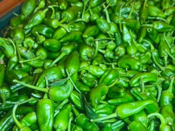 Pimientos de Padr&oacute;n