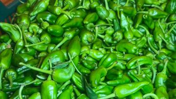 Pimientos de Padr&oacute;n