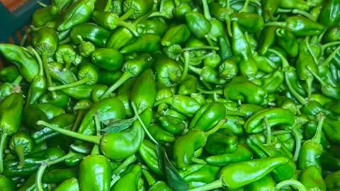 Pimientos de Padrón Pimientos de Padrón