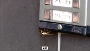 Se queda en shock al encontrarse la terraza del bar invadida por una plaga de polillas del boj en Navarra