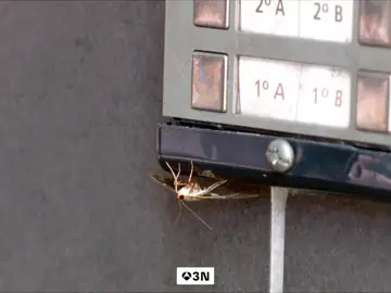 Se queda en shock al encontrarse la terraza del bar invadida por una plaga de polillas del boj en Navarra Se queda en shock al encontrarse la terraza del bar invadida por una plaga de polillas del boj en Navarra