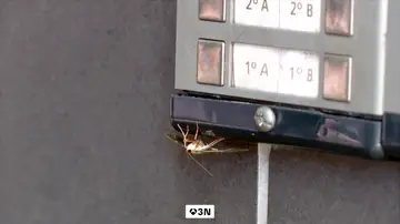 Se queda en shock al encontrarse la terraza del bar invadida por una plaga de polillas del boj en Navarra Se queda en shock al encontrarse la terraza del bar invadida por una plaga de polillas del boj en Navarra