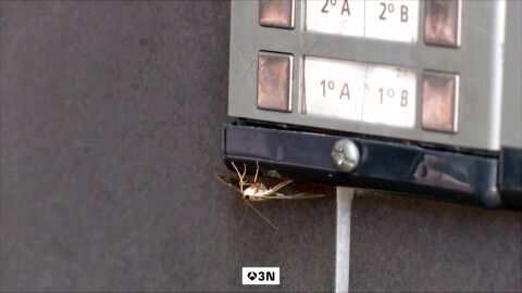 Se queda en shock al encontrarse la terraza del bar invadida por una plaga de polillas del boj en Navarra