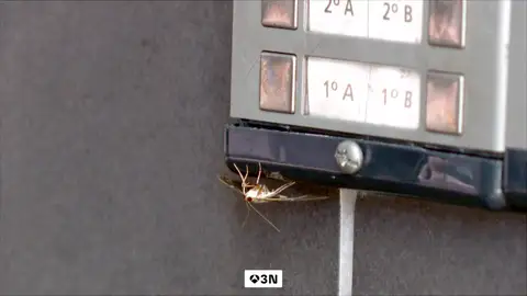 Se queda en shock al encontrarse la terraza del bar invadida por una plaga de polillas del boj en Navarra Se queda en shock al encontrarse la terraza del bar invadida por una plaga de polillas del boj en Navarra