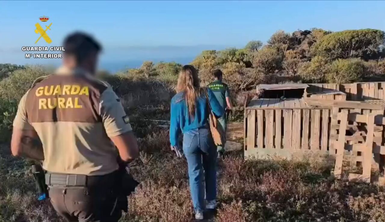 Detenido en Tenerife por maltratar a medio centenar de perros de caza 