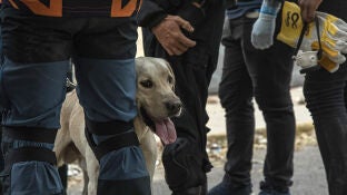 Un perro durante un operativo para salvar a Fabio