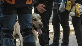 Un perro durante un operativo para salvar a Fabio Un perro durante un operativo para salvar a Fabio