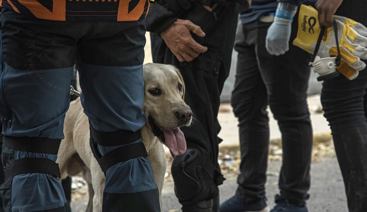 Un perro durante un operativo para salvar a Fabio