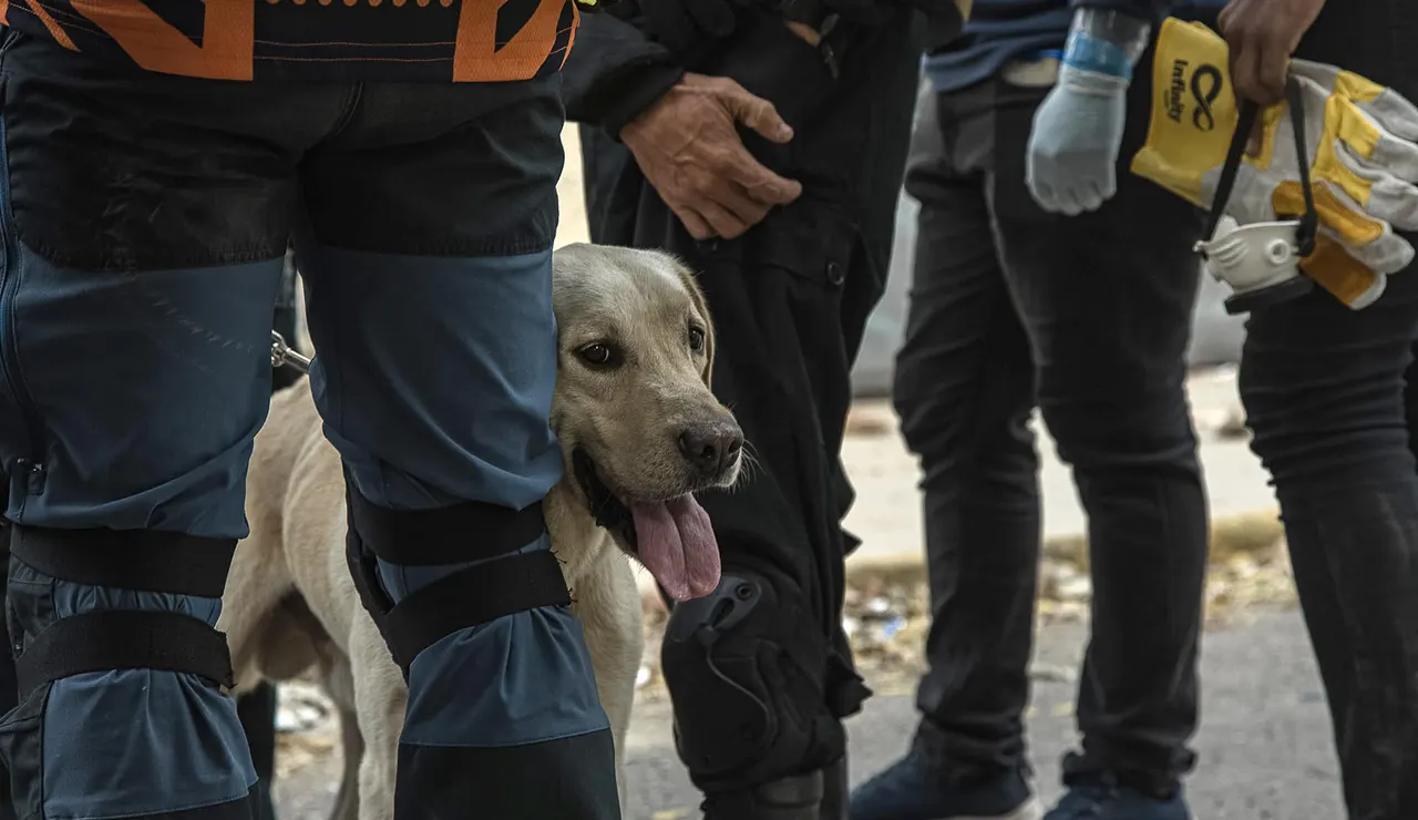 Un perro durante un operativo para salvar a Fabio