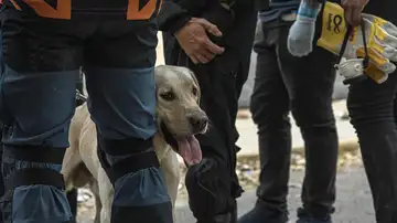 Un perro durante un operativo para salvar a Fabio Un perro durante un operativo para salvar a Fabio