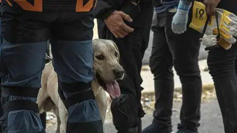 Un perro durante un operativo para salvar a Fabio Un perro durante un operativo para salvar a Fabio