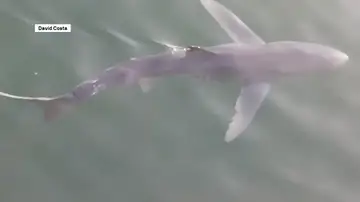 El vídeo del tiburón azul de tres metros en Malpica El vídeo del tiburón azul de tres metros en Malpica
