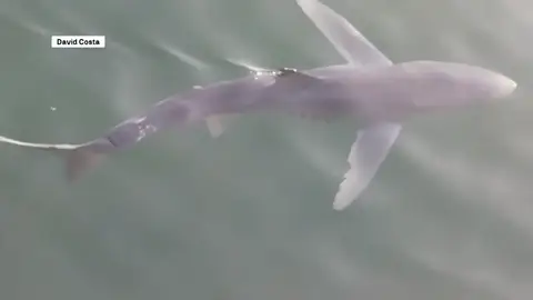 El vídeo del tiburón azul de tres metros en Malpica El vídeo del tiburón azul de tres metros en Malpica