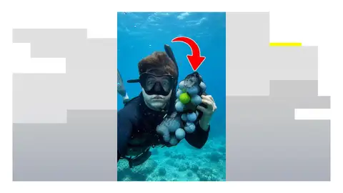 Un hallazgo muy poco habitual y peligroso en el fondo del mar Un hallazgo muy poco habitual y peligroso en el fondo del mar