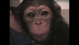 Efem&eacute;rides de hoy 14 de julio de 2026: D&iacute;a Mundial del Chimpanc&eacute;
