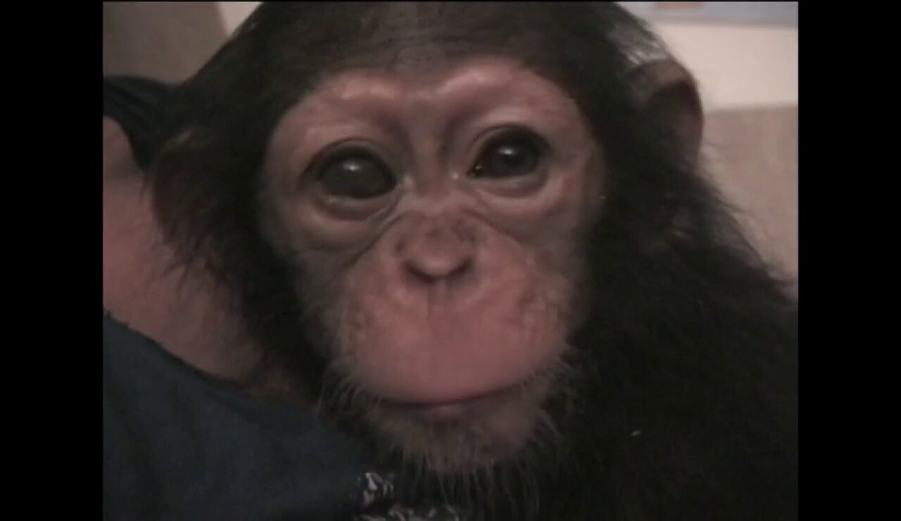 Efem&eacute;rides de hoy 14 de julio de 2026: D&iacute;a Mundial del Chimpanc&eacute;
