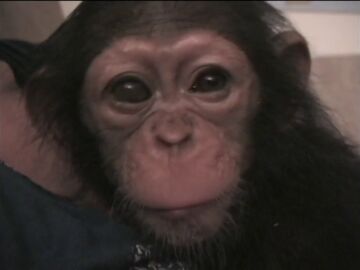 Efemérides de hoy 14 de julio de 2026: Día Mundial del Chimpancé Efemérides de hoy 14 de julio de 2026: Día Mundial del Chimpancé