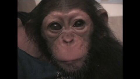 Efem&eacute;rides de hoy 14 de julio de 2026: D&iacute;a Mundial del Chimpanc&eacute;
