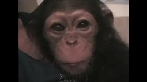 Efemérides de hoy 14 de julio de 2026: Día Mundial del Chimpancé Efemérides de hoy 14 de julio de 2026: Día Mundial del Chimpancé