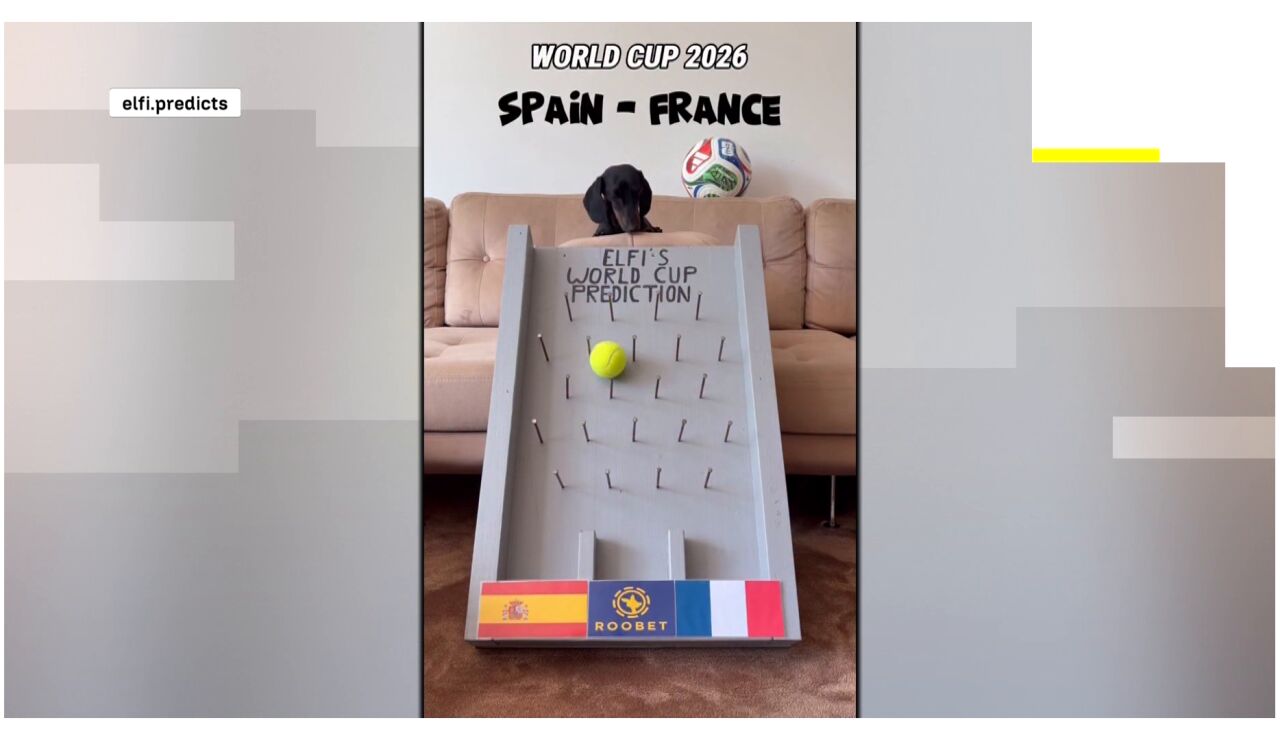 El perro salchicha Elfi predice la victoria de Espa&ntilde;a ante Francia en el Mundial de 2026.