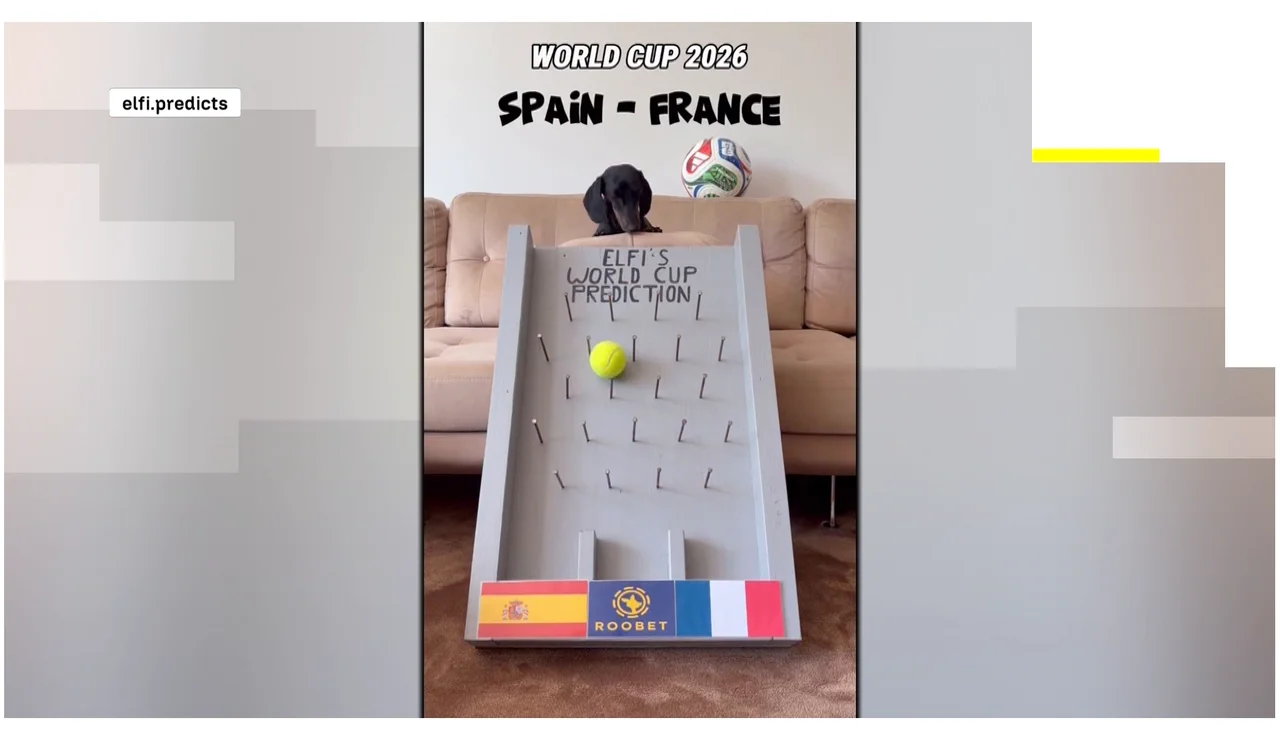 El perro salchicha Elfi predice la victoria de España ante Francia en el Mundial de 2026.