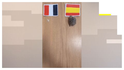 Una tortuga predice la victoria de Espa&ntilde;a ante Francia en el Mundial de 2026 .