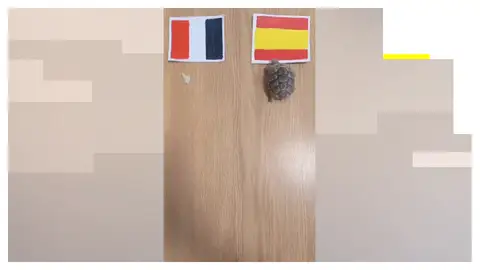 Una tortuga predice la victoria de España ante Francia en el Mundial de 2026 . Una tortuga predice la victoria de España ante Francia en el Mundial de 2026 .