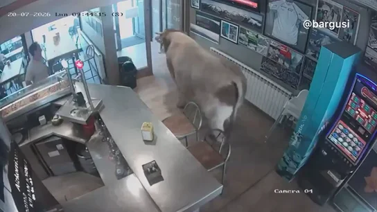 Vídeo | Una vaca se cuela en un bar de Girona y todo queda grabado por las cámaras de seguridad Vídeo | Una vaca se cuela en un bar de Girona y todo queda grabado por las cámaras de seguridad