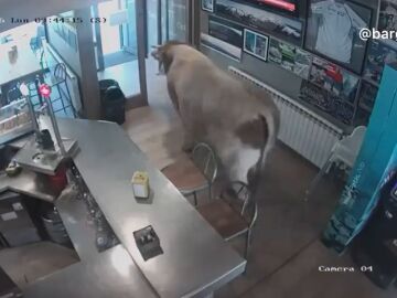 V&iacute;deo | Una vaca se cuela en un bar de Girona y todo queda grabado por las c&aacute;maras de seguridad 