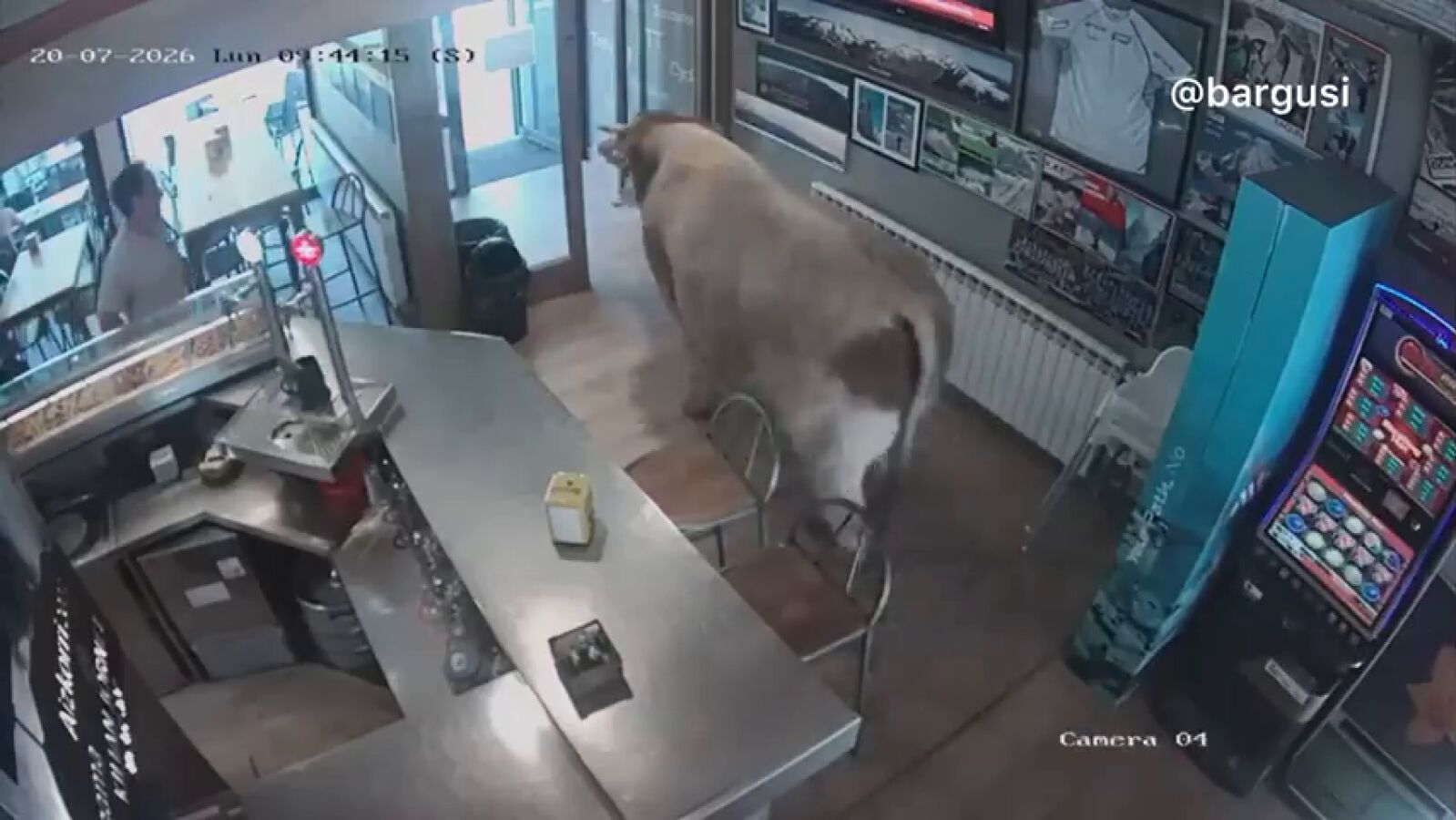 Vídeo | Una vaca se cuela en un bar de Girona y todo queda grabado por las cámaras de seguridad 