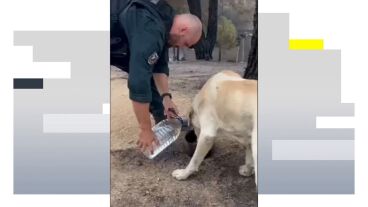 Agentes y efectivos hidratan a animales que no han podido ser evacuados de los incendios