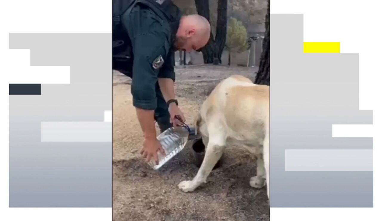 Agentes y efectivos hidratan a animales que no han podido ser evacuados de los incendios