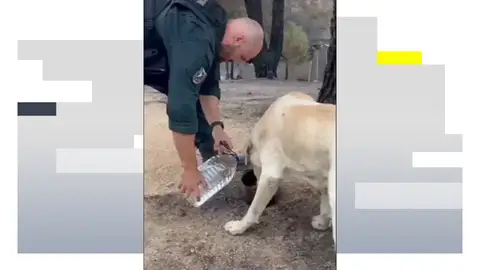 Agentes y efectivos hidratan a animales que no han podido ser evacuados de los incendios Agentes y efectivos hidratan a animales que no han podido ser evacuados de los incendios