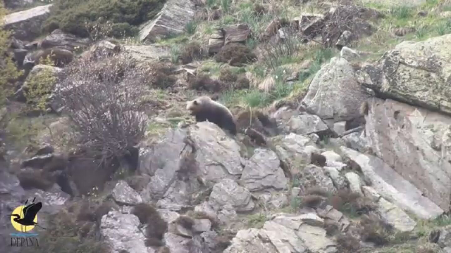 Una osa con sus cr&iacute;as en el Pirineo catal&aacute;n
